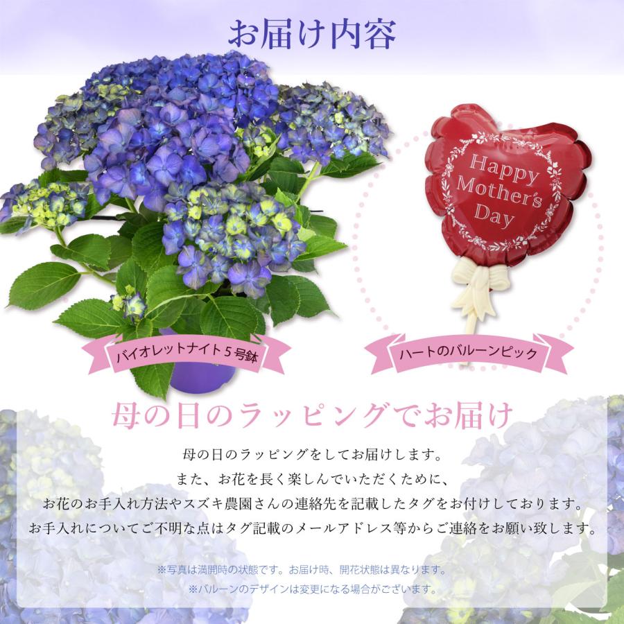 紫陽花 バイオレットナイト 5号鉢 鉢植え ギフト 母の日プレゼント用