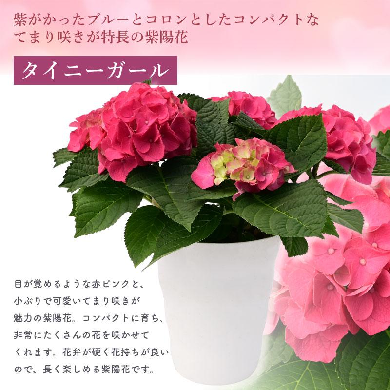 紫陽花 あじさい タイニーガール 赤 4.5号鉢 鉢植え ギフト 母の 紫陽花 あじさい タイニーガール 赤 4.5号鉢 鉢植え ギフト 母の