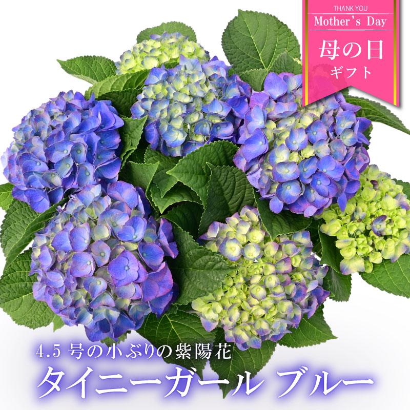 紫陽花 あじさい タイニーガール 青 4.5号鉢 鉢植え ギフト 母の 紫陽花 あじさい タイニーガール 青 4.5号鉢 鉢植え ギフト 母の