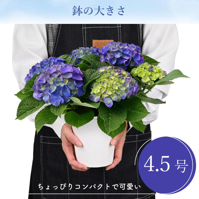 紫陽花 あじさい タイニーガール 青 4.5号鉢 鉢植え ギフト 母の 紫陽花 あじさい タイニーガール 青 4.5号鉢 鉢植え ギフト 母の