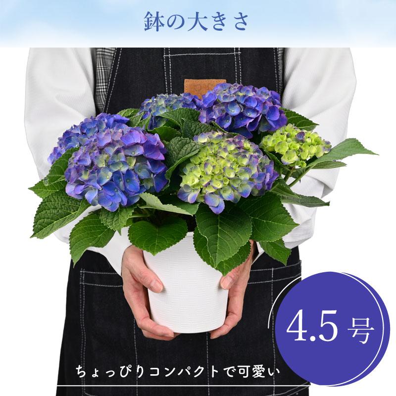 紫陽花 あじさい タイニーガール 青 4.5号鉢 鉢植え ギフト 母の日プレゼント用ラッピング付 2024年 てまり咲き｜baroness｜04