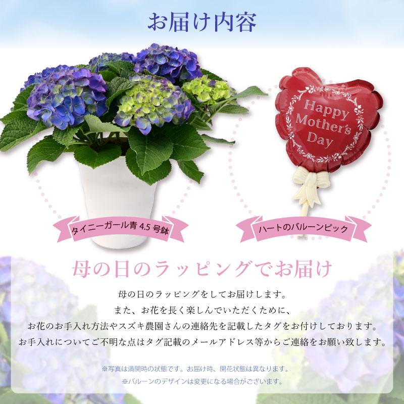 紫陽花 あじさい タイニーガール 青 4.5号鉢 鉢植え ギフト 母の 紫陽花 あじさい タイニーガール 青 4.5号鉢 鉢植え ギフト 母の