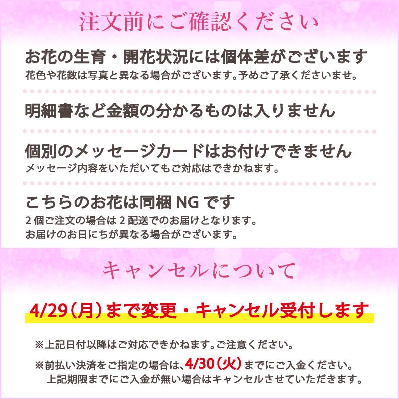 紫陽花 あじさい タイニーガール 青 4.5号鉢 鉢植え ギフト 母の日プレゼント用ラッピング付 2024年 てまり咲き｜baroness｜08