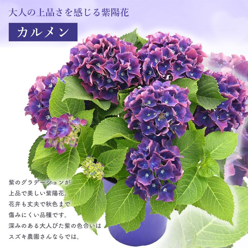 紫陽花 カルメン 5号鉢 鉢植え ギフト 母の日プレゼント用ラッピング付