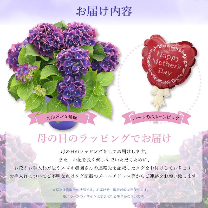 紫陽花 カルメン 5号鉢 鉢植え ギフト 母の日プレゼント用ラッピング付