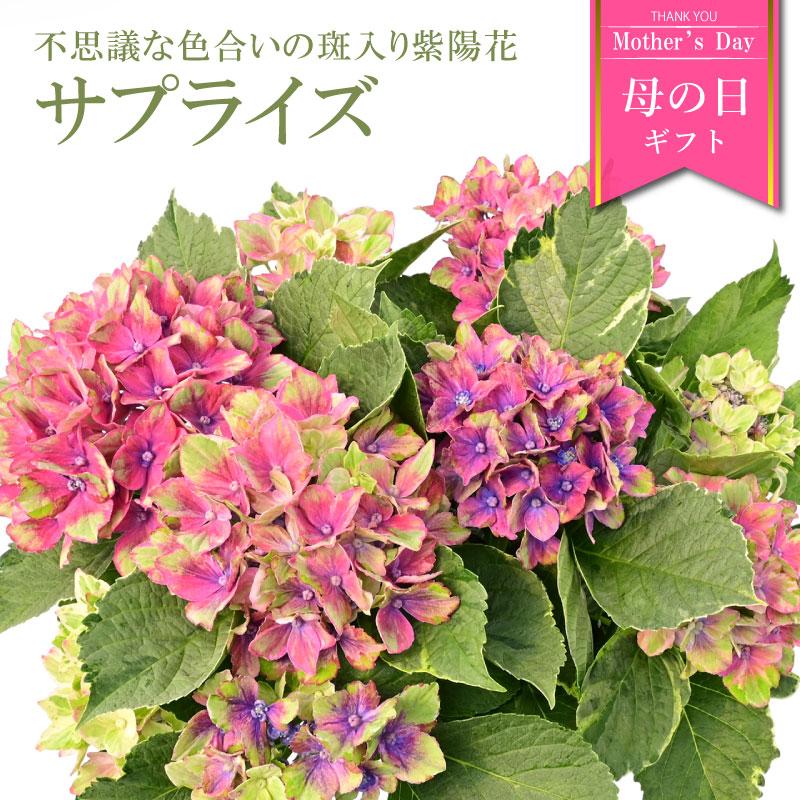 紫陽花 サプライズ 5号鉢 鉢植え ギフト 母の日プレゼント用ラッピング