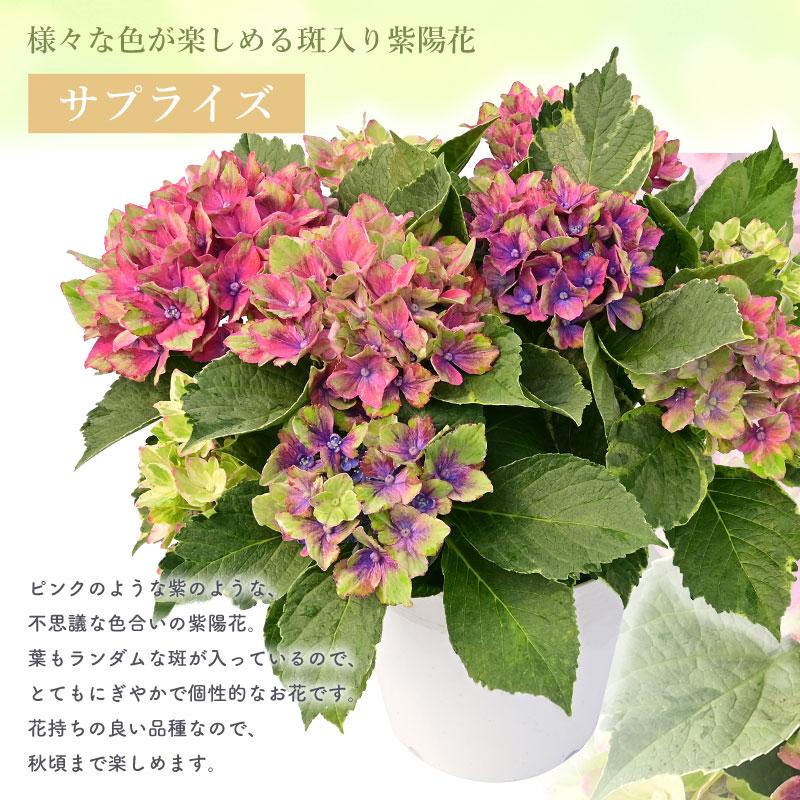 紫陽花 サプライズ 5号鉢 鉢植え ギフト 母の日プレゼント用ラッピング