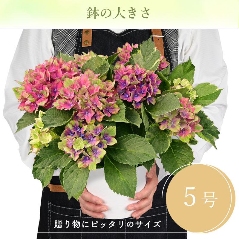 紫陽花 サプライズ 5号鉢 鉢植え ギフト 母の日プレゼント用ラッピング