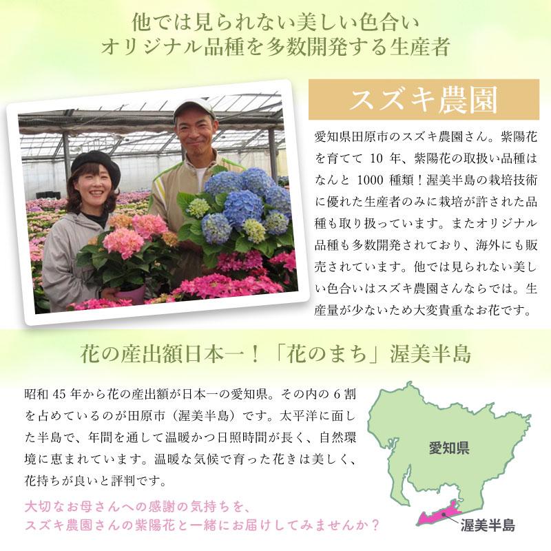 紫陽花 サプライズ 5号鉢 鉢植え ギフト 母の日プレゼント用ラッピング