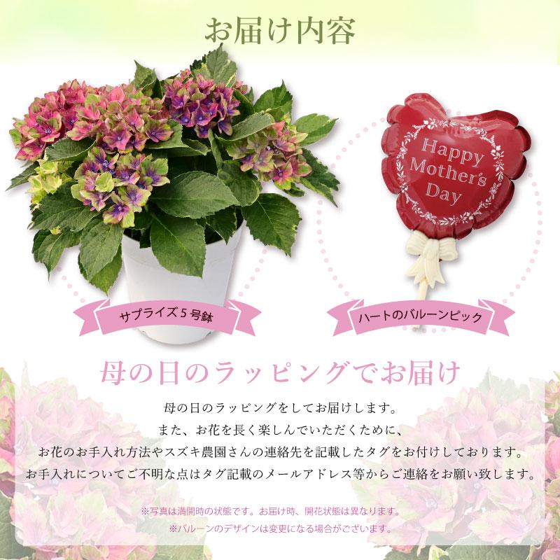 紫陽花 サプライズ 5号鉢 鉢植え ギフト 母の日プレゼント用ラッピング