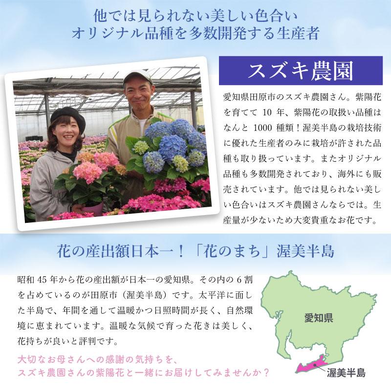紫陽花 ネイビーブルー 5号鉢 鉢植え ギフト 母の日プレゼント用