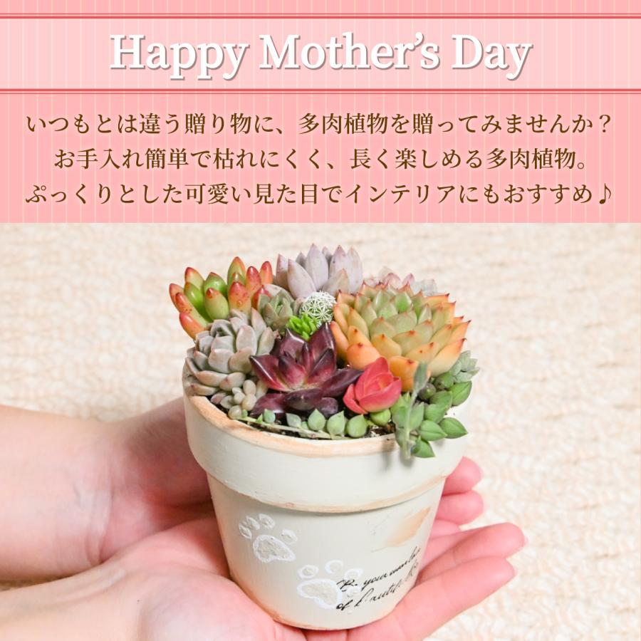 多肉寄せ植え 選べる鉢 レッド ブラック モスグリーン アイボリー 多肉