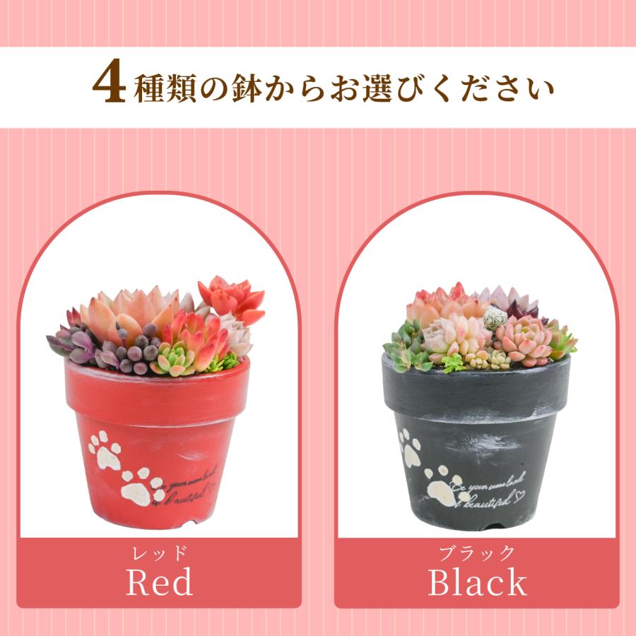 多肉寄せ植え 選べる鉢 レッド ブラック モスグリーン アイボリー 多肉