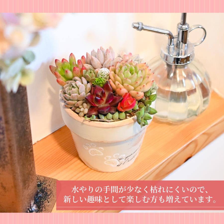 多肉寄せ植え 選べる鉢 レッド ブラック モスグリーン アイボリー 多肉