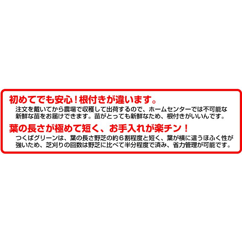 １０平米 つくばグリーン つくば産 張り芝用 １０平米 3坪分 芝生 暖地型 天然芝 園芸 産地直送_4