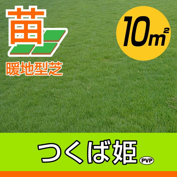 秋頃販売再開予定 産地直送 つくば産 つくば姫 姫高麗芝 登録品種 張り芝用 １０平米 3坪分 芝生 暖地型 天然芝 園芸 正規販売店