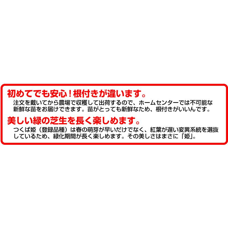 １０平米 つくば姫 つくば産 登録品種 張り芝用 １０平米 3坪分 芝生 暖地型 天然芝 園芸 産地直送_4