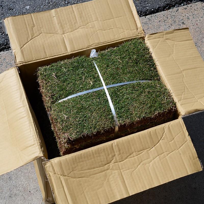 21年3月頃販売再開予定 産地直送 つくば産 つくば姫 姫高麗芝 張り芝用 １平米 0 3坪分 芝生 暖地型 天然芝 園芸 Tsukubahime 1 芝生のことならバロネスダイレクト 通販 Yahoo ショッピング