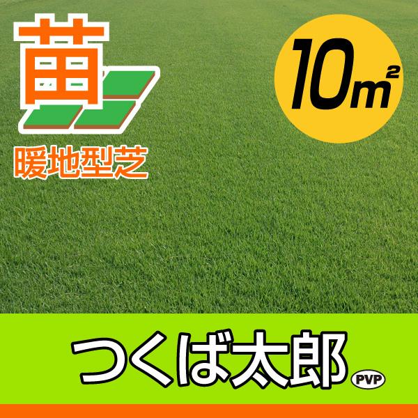 １０平米 つくば太郎つくば産 登録品種 張り芝用 １０平米 3坪分 芝生 暖地型 天然芝 園芸 産地直送