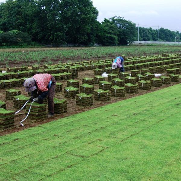 １０平米 つくば太郎つくば産 登録品種 張り芝用 １０平米 3坪分 芝生 暖地型 天然芝 園芸 産地直送_3