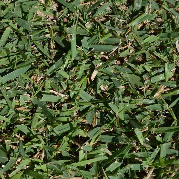 2平米 つくば太郎 つくば産 登録品種 張り芝用 0.6坪分 芝生 暖地型 