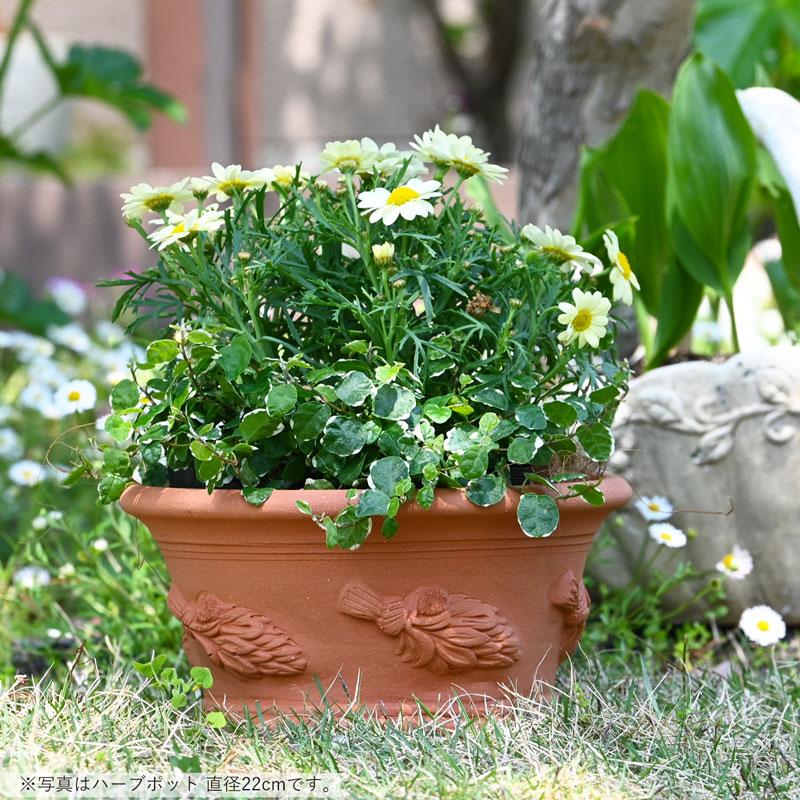 ウィッチフォード 植木鉢 ハーブ パン 直径22cm 約7号鉢 ウィッチフォード 植木鉢 ハーブ パン 直径22cm 約7号鉢