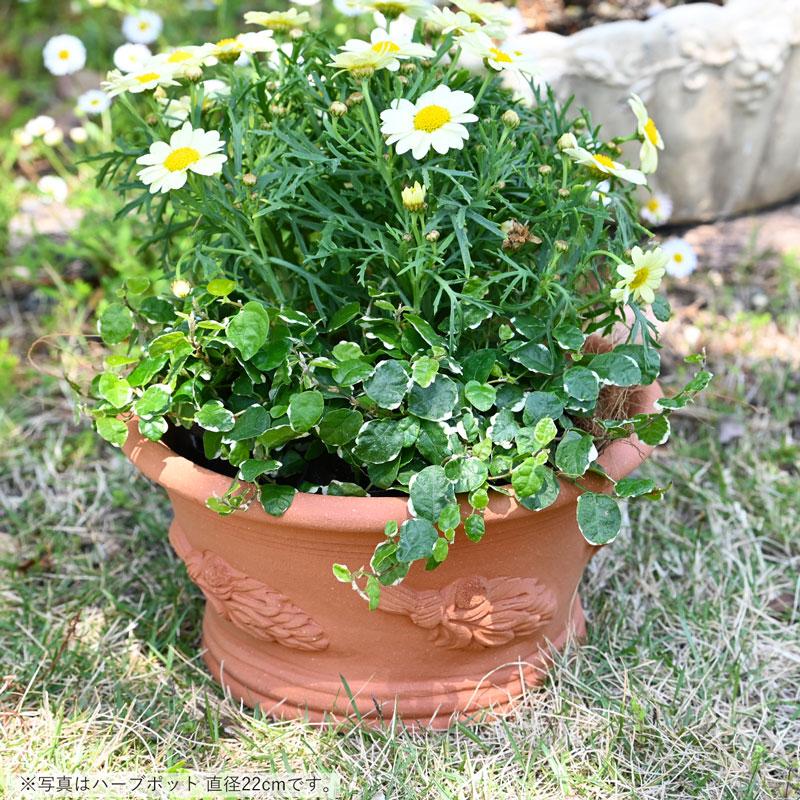 ウィッチフォード 植木鉢 ハーブ パン 直径22cm 約7号鉢