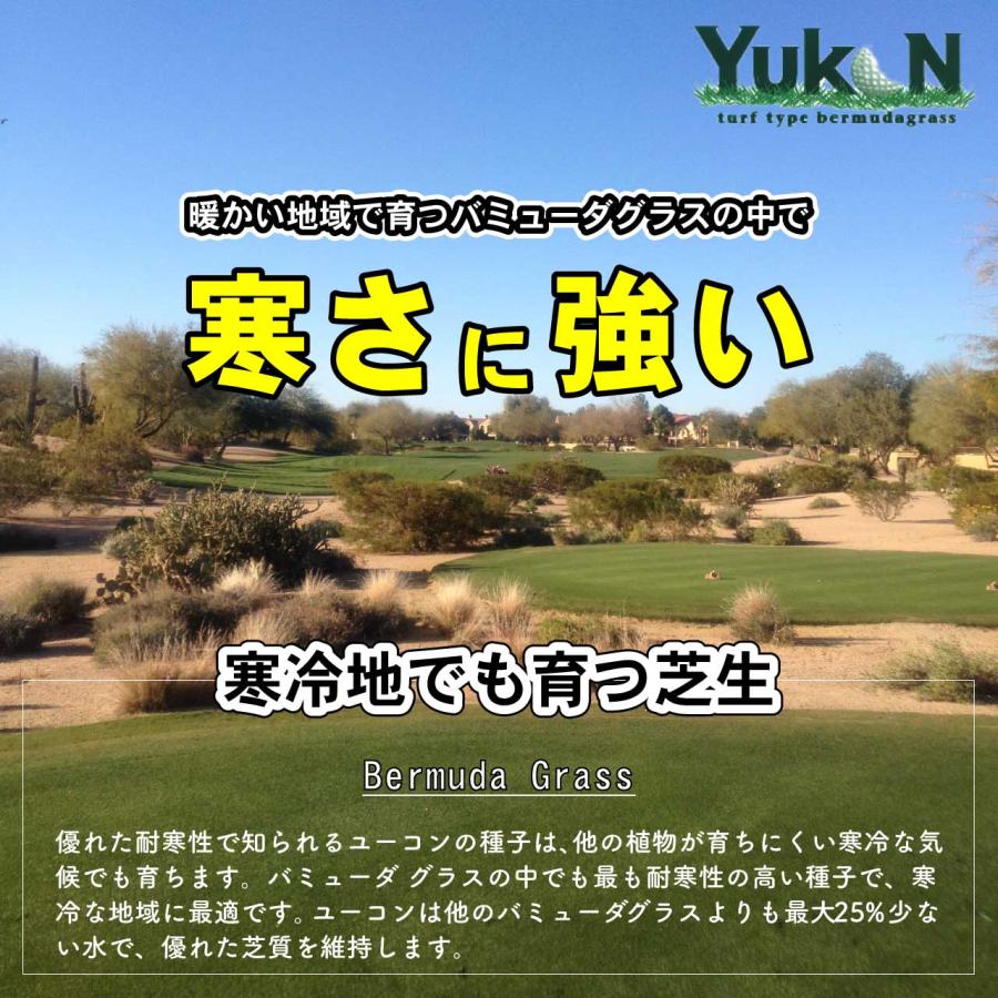 バミューダグラス　デューン　温暖型芝　1Kg Amazon | バミューダグラス デューン 1kg入 | 芝生
