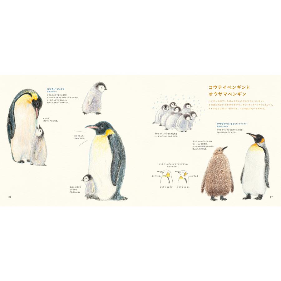 色えんぴつでかわいい鳥たち 色鉛筆 書き方 イラスト テキスト 簡単 かわいい 練習 秋草 愛 Pie4636 3 名入れオリジナルアイテム Sympl 通販 Yahoo ショッピング