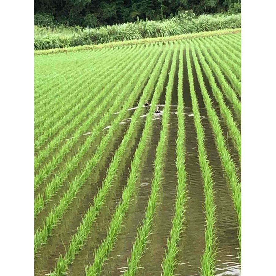 ヒノヒカリ 令和6年産 鹿児島県産 ヒノヒカリ ばたやんの米 単 ヒノヒカリ 令和6年産 鹿児島県産 ヒノヒカリ ばたやんの米 単