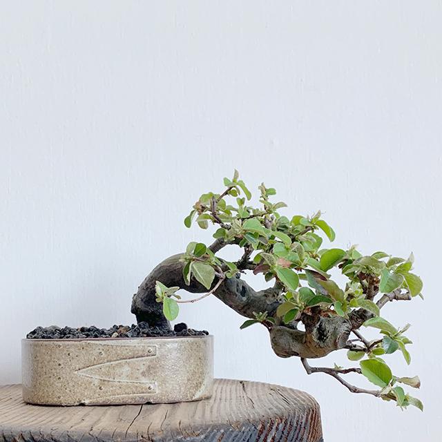 瀬戸焼 盆栽鉢 プランター 小さい 植物 小さめ 鉢 植木鉢 Karin カリン Bonsai Pot ボンサイ ポット サイズ 幅13cm 高さ4cm ひと鉢 シェイカーボックス 松 桜 Krn 神戸 北野 Earthdoor 通販 Yahoo ショッピング