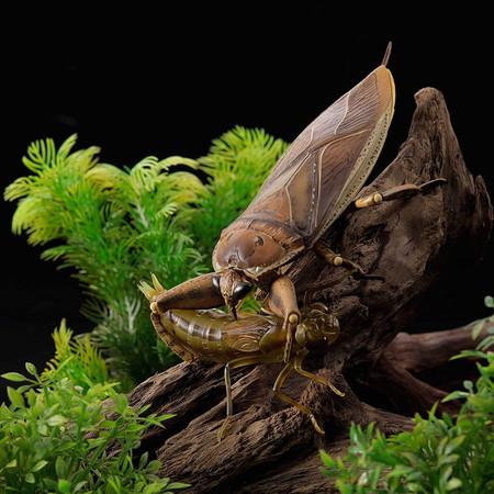 新品未開封】REVO GEO タガメ (Kirkaldyia deyrolli) : バトンストア 