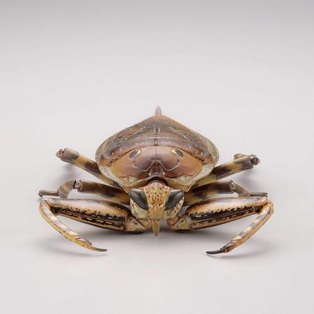 新品未開封】REVO GEO タガメ (Kirkaldyia deyrolli) : バトンストア 