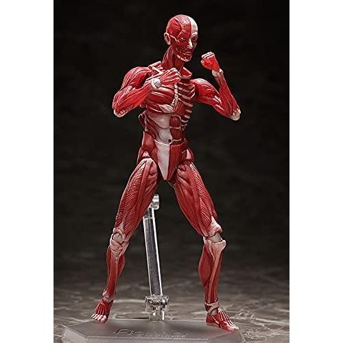 人体模型 フィギュア 大量セット ケース付き　まとめ売り figma 人体模型 : バトンストア Yahoo!店 - 通販 - Yahoo!ショッピング