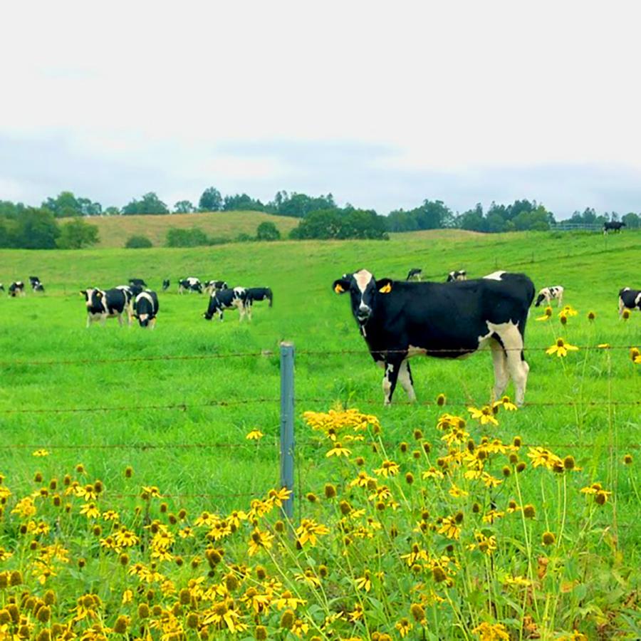 DIYプレート メンテナンスキット |  | 02