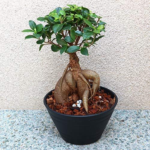 ガジュマル 初心者にも丈夫で育てやすい観葉植物として人気 観葉植物 小型 7号浅鉢 フィカス ミクロカルパ 一般的なガジュマルですがやや小葉の品種 鉢 花 ガーデニング A B08c2b4th1 2515 鉢 プランター Shopbaumanヤフー店