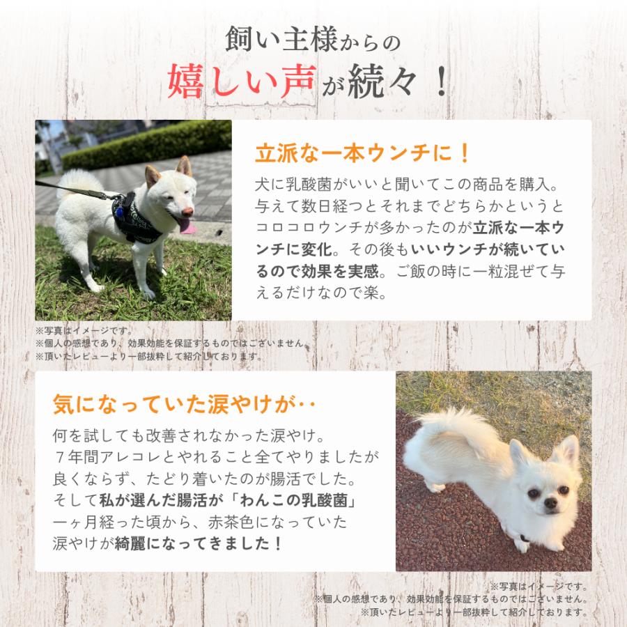 わんこの乳酸菌✕6袋 わんこの乳酸菌✕6袋 楽天市場】【獣医師監修】犬 サプリメント 犬