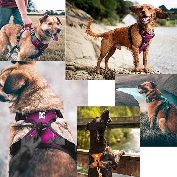 Embark Pets アドベンチャー ドッグ ハーネス 中型犬 大型犬
