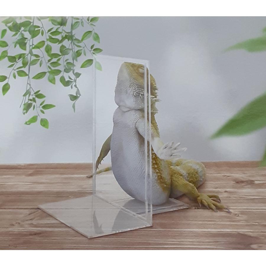 A賞 フトアゴヒゲトカゲ おやすみブックスタンド 一番くじ 爬虫類＆両生類 Tiny Friends vol.3 フィギュア 未開封 |  | 02