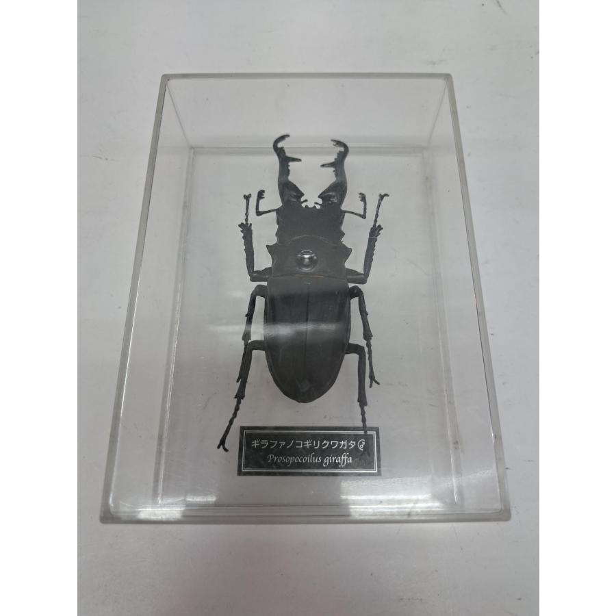 ギラファノコギリクワガタ 世界の昆虫フィギュア Deagostini デアゴスティーニ　 | 
