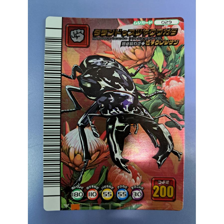 タランドゥスツヤクワガタ(029) タランドゥスツヤクワガタ(029)