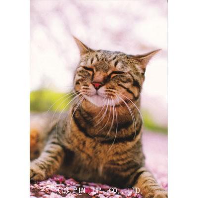 ポストカード 動物 桜でいねむりねこ Pin Am2 Animal 062 l Pictorial Network 通販 Yahoo ショッピング