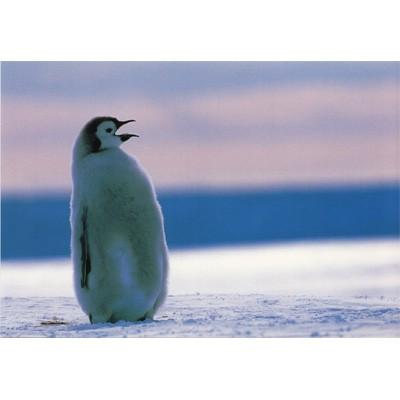 ポストカード 動物 ペンギンの遠吠え 風樹社 Animal 097 l Pictorial Network 通販 Yahoo ショッピング