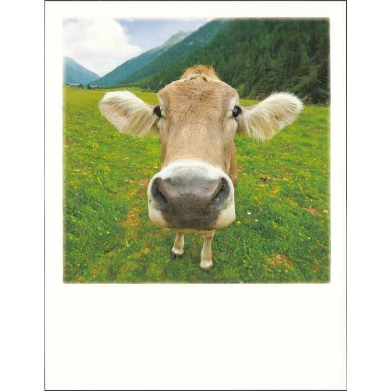 ポストカード【動物】PolaCard　インスタントカメラデザイン　カメラに近づく茶色の牛 (heart)