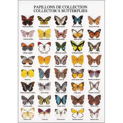 ポストカード 動物 蝶の種類 Heart Animal 149 1 l Pictorial Network 通販 Yahoo ショッピング