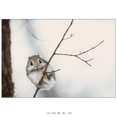 全商品オープニング価格 ポストカード 動物 エゾモモンガ Am216 Pin 横