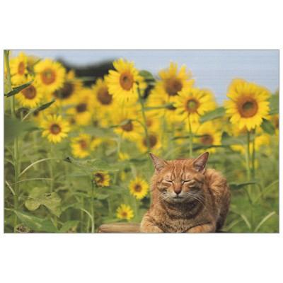 ポストカード 動物 ひまわり畑で眠るねこ Act C Pb 357s Animal 422 l Pictorial Network 通販 Yahoo ショッピング