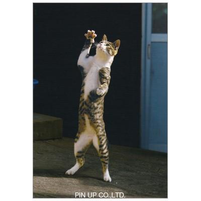 ポストカード 動物 ねこ 立つ気になる Pin Mw101 Animal 468 l Pictorial Network 通販 Yahoo ショッピング