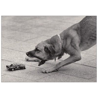 ポストカード 動物 ミニカーを威嚇する犬 Paper B 2460 Animal 552 l Pictorial Network 通販 Yahoo ショッピング