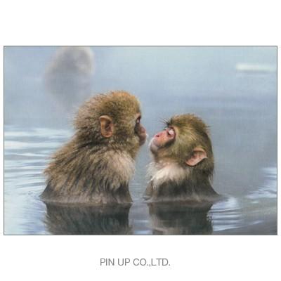 ポストカード 動物 地獄谷温泉のニホンザルの子ども 向かい合う2匹 Pin Fk16 Animal 672 l Pictorial Network 通販 Yahoo ショッピング